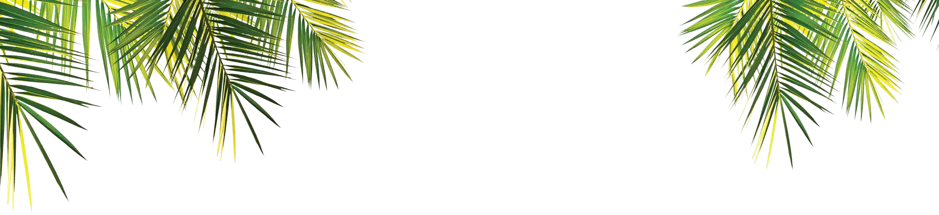 Palm tree fronds forming an upper frame